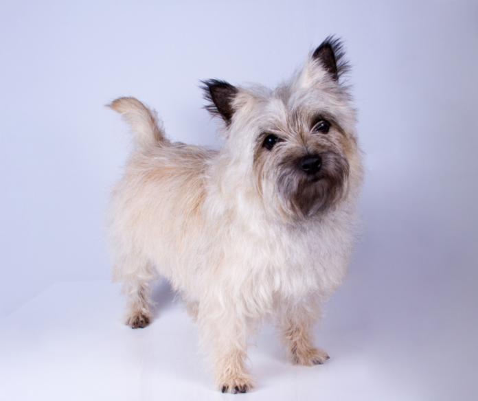 Cairn Terrier Dog Breed: A Spirited Scottish Companion